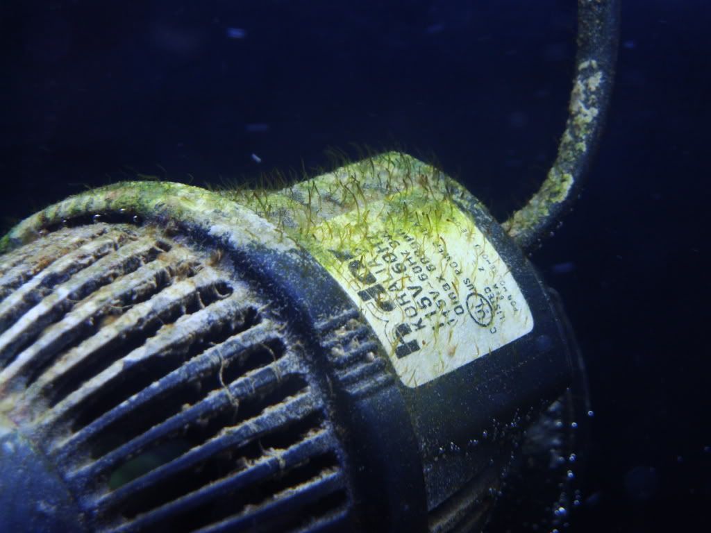 Hair Algae Outbreak during cycling Reef Central Online Community